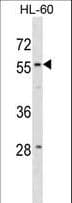 Polyclonal Rabbit anti-Human WDR21A / DCAF4 Antibody (aa8-36, WB)