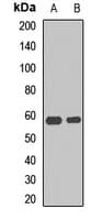 UAP1 Antibody