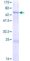 Human L2HGDH Protein (Recombinant GST)
