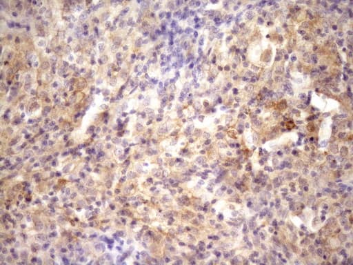 RAB11FIP4 / RAB11-FIP4 Antibody (aa91-177, clone OTI13B5)