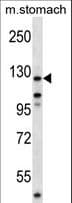 FAK / Focal Adhesion Kinase Antibody (aa426-453)