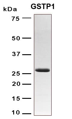 Human GSTP1 / GST Pi Protein (Recombinant 6His, N-terminus)