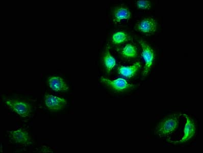 OTUD5 Antibody
