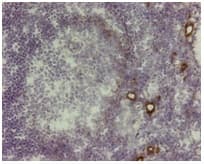 AOC3 / VAP-1 Antibody (clone 174-5)