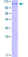 Human OXR1 Protein (Recombinant GST)