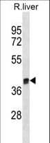 Polyclonal Rabbit anti-Human ARG1 / Arginase 1 Antibody (aa292-318, WB)