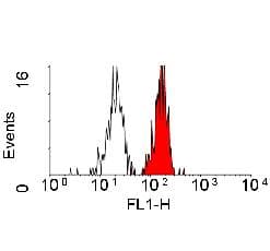 IHC-plus™ SLC3A2 / CD98 Heavy Chain Antibody (clone 44D7)