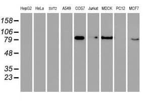 RAP74 / GTF2F1 Antibody (clone OTI4B10)