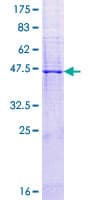 Human CLDN2 / Claudin 2 Protein (Recombinant GST)