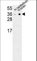 NXPH1 Antibody (aa56-85)