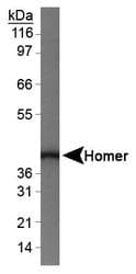 HOMER1 / Homer 1 Antibody (N-Terminus)
