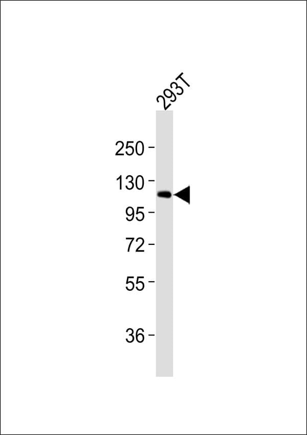 RBL1 / p107 Antibody