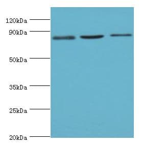 SATB1 Antibody (aa484-763)