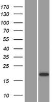 CST9 Protein (Over-Expression Lysate Myc-DDK (Flag))