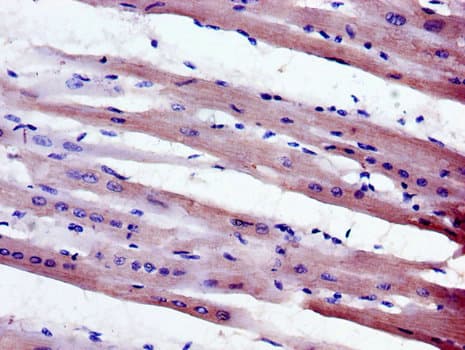 MPZL1 Antibody
