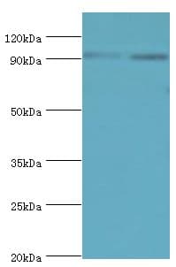 MCM3 Antibody (aa1-295)