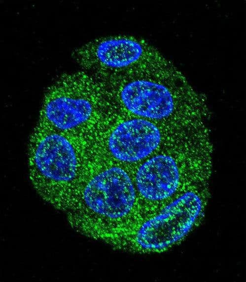 FAT10 / UBD Antibody (aa120-153)