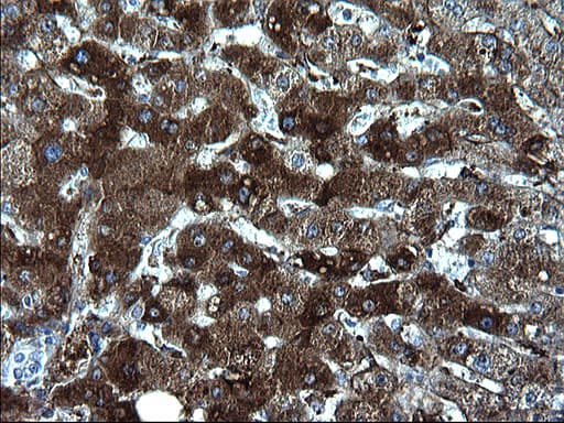 FGG / Fibrinogen Gamma Antibody (clone OTI2D2)