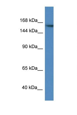 ZBTB40 Antibody (aa119-168)