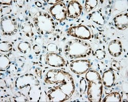 NME4 Antibody (clone OTI2B10, Carrier-free)
