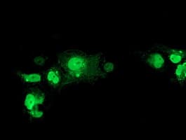 NHEJ1 / XLF Antibody (clone OTI3B5, Carrier-free)