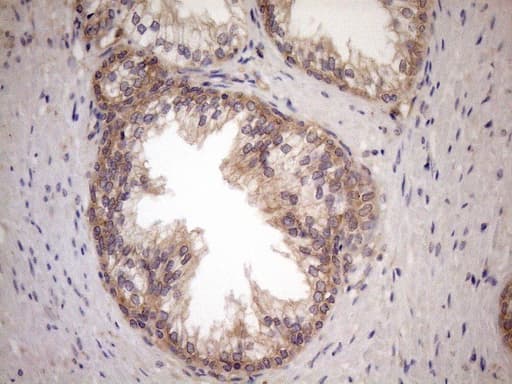 NPPB / BNP Antibody (aa27-102, clone OTI7A8)