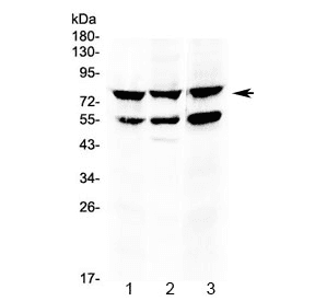 TNFRSF11A / RANK Antibody