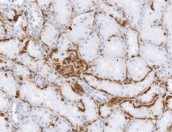 Vimentin Antibody (aa435-465)