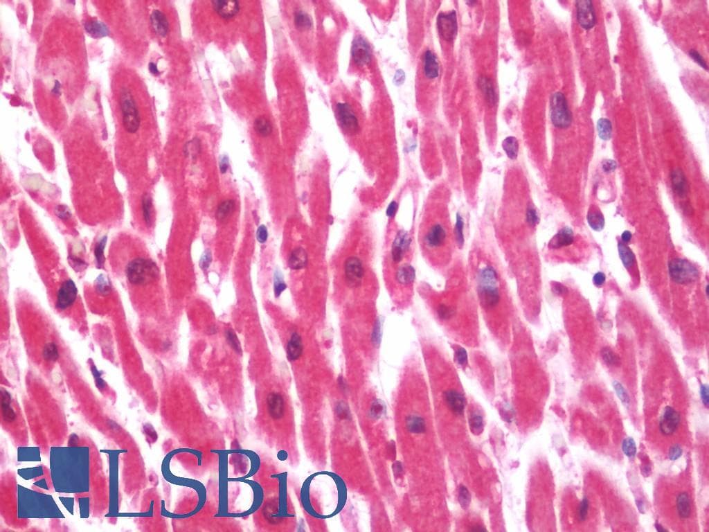 IHC-plus™ PRUNE Antibody (aa360-389)