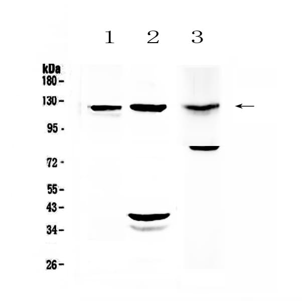 Polyclonal Rabbit anti-Human EMA / MUC1 Antibody (IHC, WB)