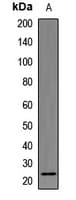 RALA / RAL Antibody