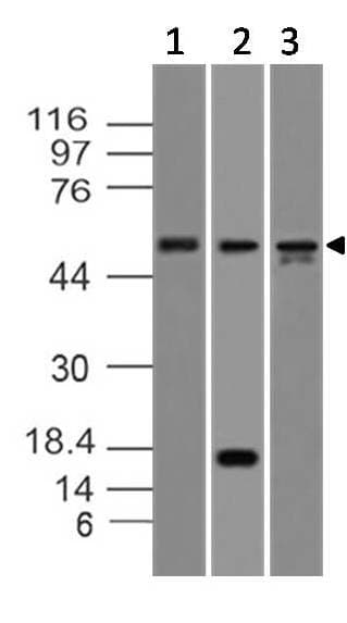 CASP8 / Caspase 8 Antibody