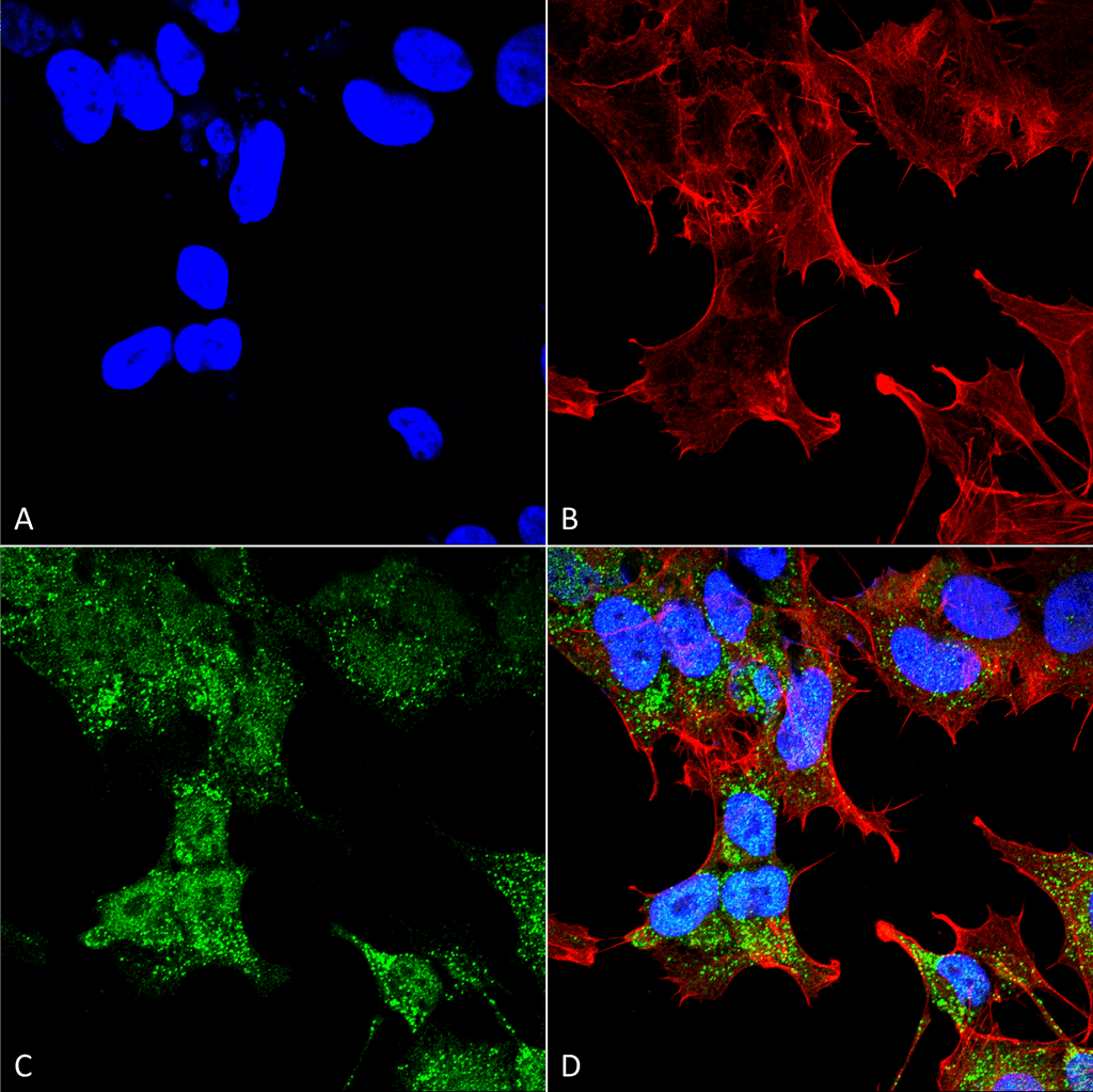 RB1CC1 / CC1 Antibody