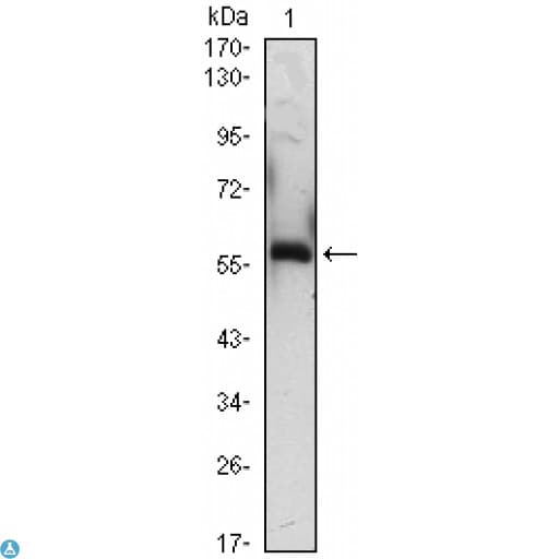 A1BG Antibody
