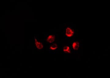 GPRC5A / RAI3 Antibody