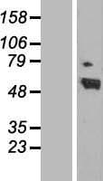 RARA / RAR Alpha Protein (Over-Expression Lysate Myc-DDK (Flag))