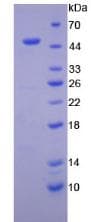 Dog IFN Beta / Interferon Beta Protein (Recombinant His-GST)