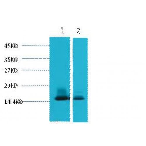 LALBA / Alpha Lactalbumin Antibody (clone 9E9)