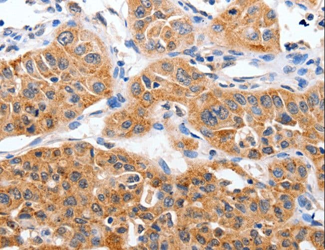 YWHAG / 14-3-3 Gamma Antibody