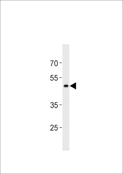 GPR150 Antibody (aa366-395)