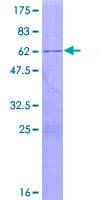 Human RPL7A / Ribosomal Protein L7a (Recombinant GST)