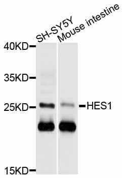HES1 / HES-1 Antibody