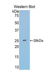SFRP4 Antibody (aa25-222)