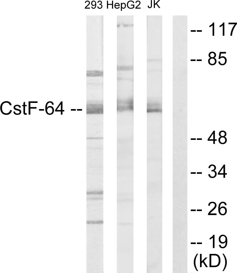 CSTF2 / CstF-64 Antibody (aa11-60)