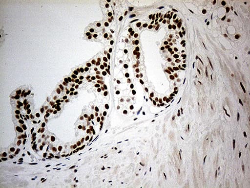 Monoclonal Mouse anti-Human RFC3 Antibody (clone OTI3F6, IHC, WB)
