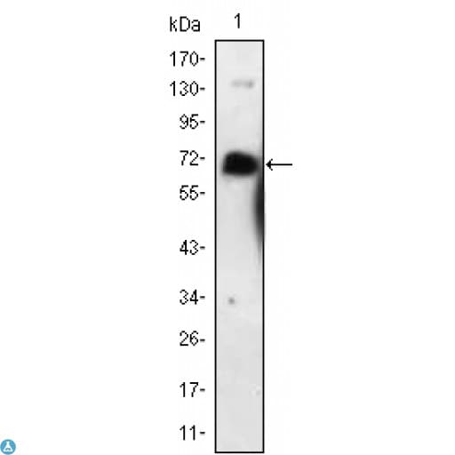 NGFR / CD271 / TNR16 Antibody