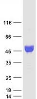 Human NPTX1 Protein (Recombinant Myc-DDK (Flag))