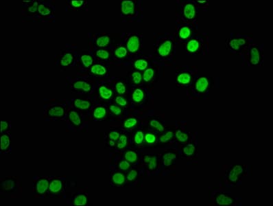 Polyclonal Rabbit anti-Human HIST1H4I Antibody (IHC, IF, WB)