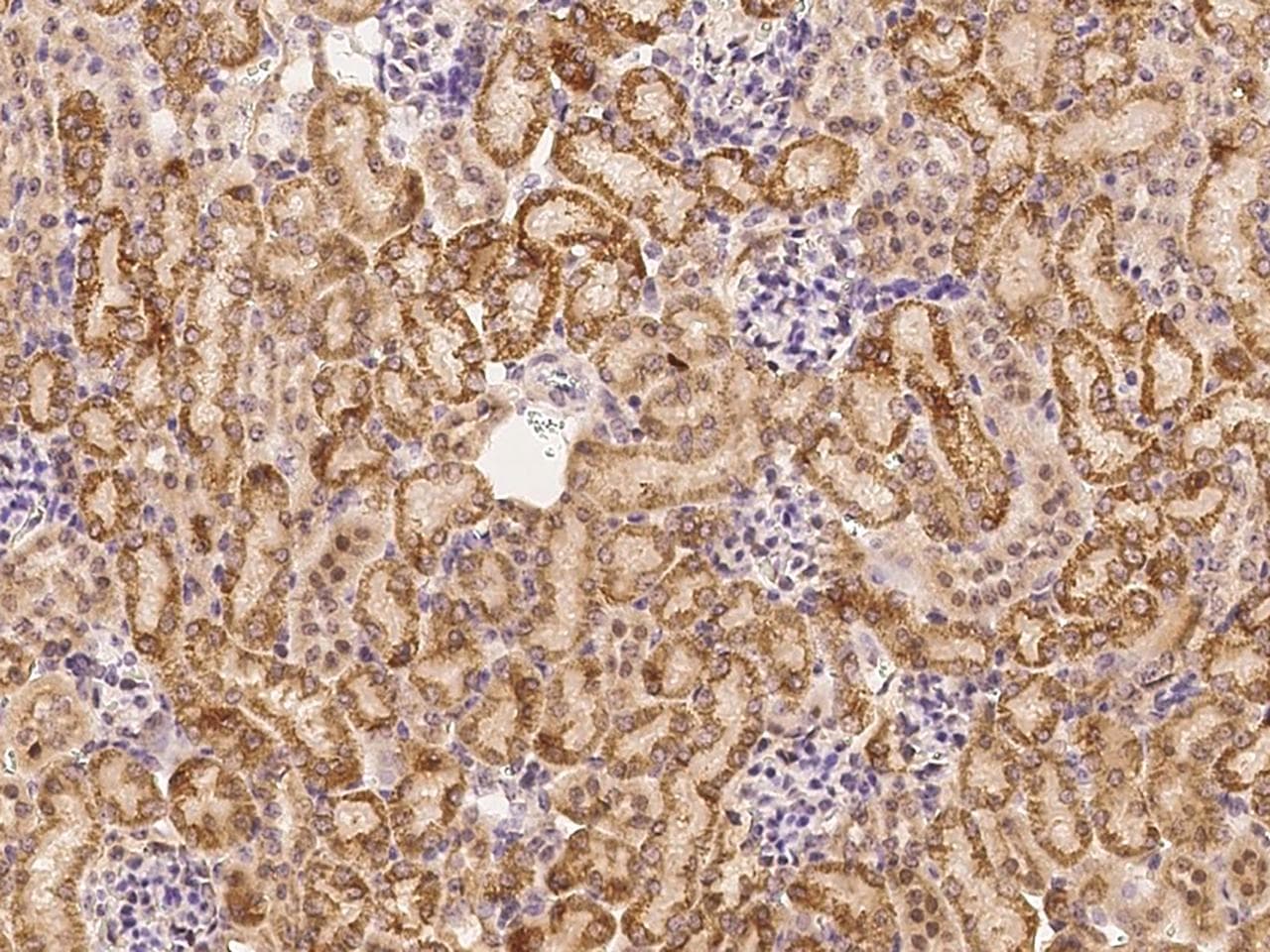 SIGIRR Antibody (Preservative Free)