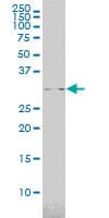 Monoclonal Mouse anti-Human USF1 / USF Antibody (clone 3F6, WB)